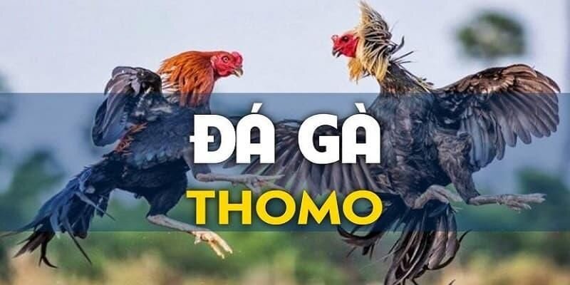 Đá Gà Thomo - Thỏa Mãn Đam Mê Cùng Sàn Đấu Đẳng Cấp 2024