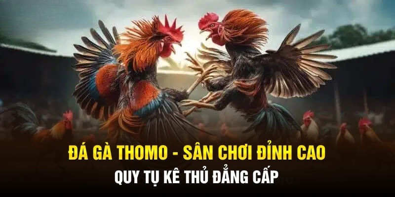 Đá gà Thomo quy tụ những chiến kê hàng đầu châu Á